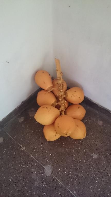 Lal House Daire Hikkaduwa Dış mekan fotoğraf